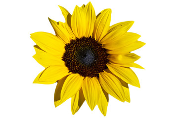 White background with yellow sunflower blossom
