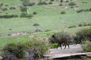 Young alpaca Vicugna pacos in the locality of Putre. © Víctor
