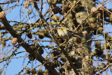 Ptak zniczek ,Zniczek ,ptak na drzewie ,ptak © LBanacki