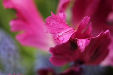 Fototapeta na wymiar petals of pink tulips close-up
