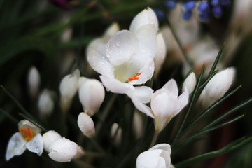 White Crocus flowers in the garden