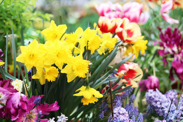 spring flowers in the store