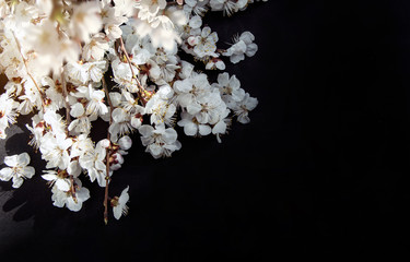 Blooming cherry branches, cherry flowers on a dark background. Top view. Flat lay.