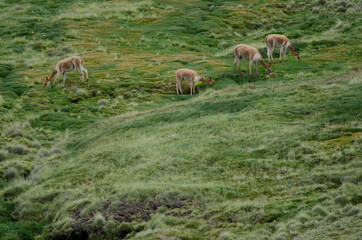 Obraz premium Vicunas Vicugna vicugna grazing in a meadow.