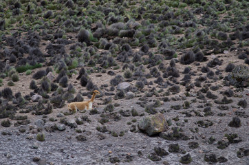 Vicuna Vicugna vicugna resting in Lauca National Park.