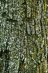 texture, linden tree bark background