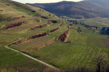 Frühling im Kaiserstuhl