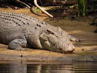 cocodrilo en cairs parque nacional australia 