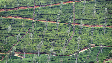 aerial view of tea plantation
