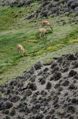 Vicunas Vicugna vicugna grazing in a meadow.