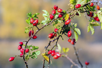 A branch with red rose hips on a blurred background_