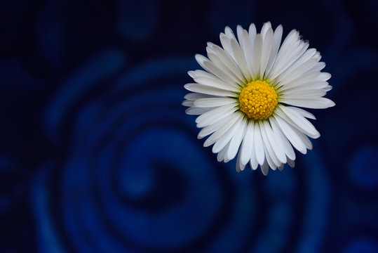 Close up of a small white daisy moving in front of blue water with rings