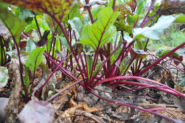Red beet in the open ground