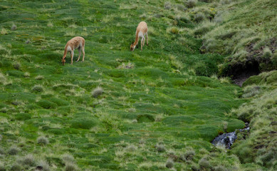 Vicunas Vicugna vicugna grazing in a meadow.