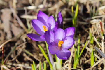 Fototapeta premium Beautiful blue crocuses flowers. Flowering of the first snowdrops. Close-up. Top view. Background. Landscape.