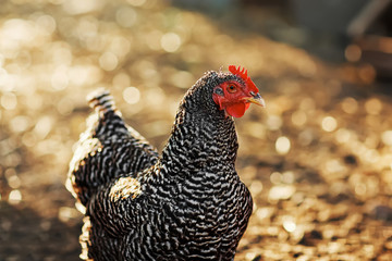 Chicken on a farm in the summer. Village life