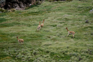 Vicunas Vicugna vicugna running in a meadow.