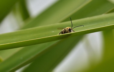 Long horned bee looking at us from the edge of a long palm leaf