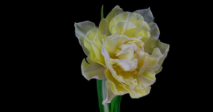 Timelapse of white tulip flower blooming on black background.