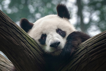 Closeup of cute giant panda bear in tree