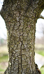 wood texture as background for designers