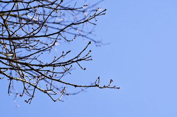 branches