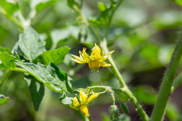Obraz premium Tomato flowers on the bush. Yellow small flowers. Planting tomatoes in the greenhouse. Vegetarian food.