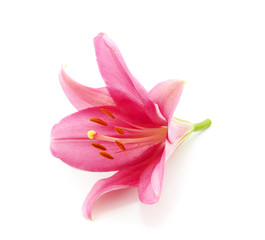 Fototapeta na wymiar Beautiful pink lily.