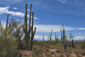 View of the desert in Saguaro National Park, Arizona