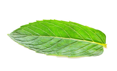 Obraz premium One green leaf.