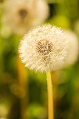 A dandelion at the seed stage isolated on a green background.