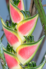 The Heliconia wagneriana is an amazing flower that last so many days