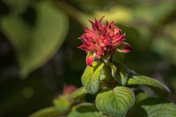 just because you are different, it doesnt mean you are ugly. This is a total different flower and it is amazing