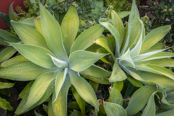 Fototapeta premium Lovely and mysterious agave attenuata growing in my garden
