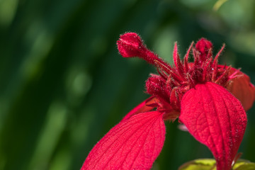 This is a red flower with its own personality