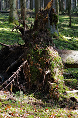 
Forget time in the Black Forest
