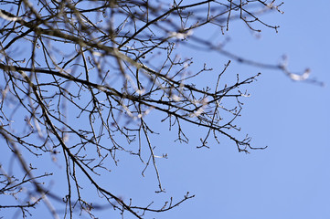 branches