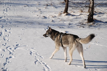 Dog walks on a frosty clear day