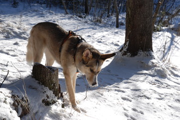 Dog walks on a frosty clear day