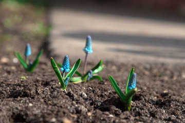 The first flowers in early spring. Winter is passing. Small street flowers.
