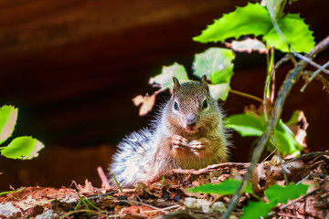 Grey Brown squirrel eating in the woods of Zion National Park