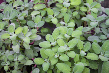 Close-up of many Salvia maxima sage plants in flower pots for sale. Green natural background