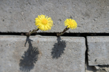 a yellow flower breaks through the asphalt. the flower grows in the city. nature and the city.