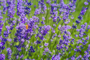 Fototapeta premium field of lavender flowers with bumble bee
