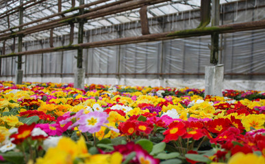 Fototapeta na wymiar A carpet of many multi-colored primrose flowers, also known as cowslip, grown in a greenhouse. Selective focus