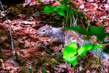 Grey Brown squirrel walking in the woods of Zion National Park