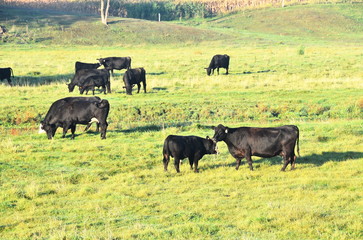 Beef Cattle in the Pasture