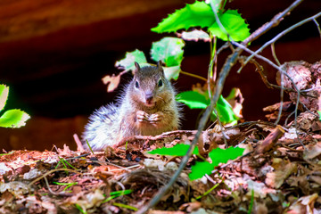 Grey Brown squirrel eating in the woods of Zion National Park