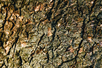 Texture of the bark of an old tree