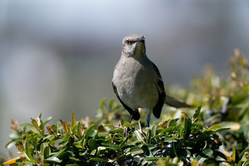 northern mockingbird